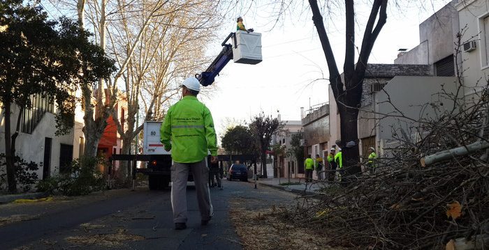 Comenzo la poda invernal en la ciudad