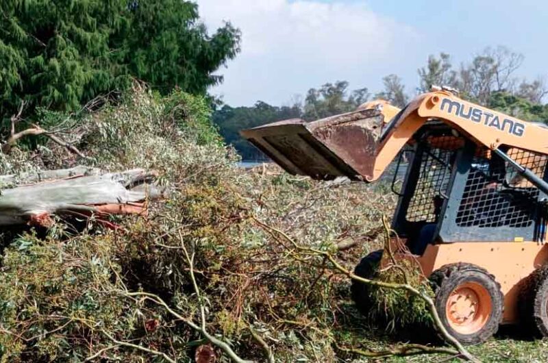 Ya no quedan cortes totales de calle por árboles caídos