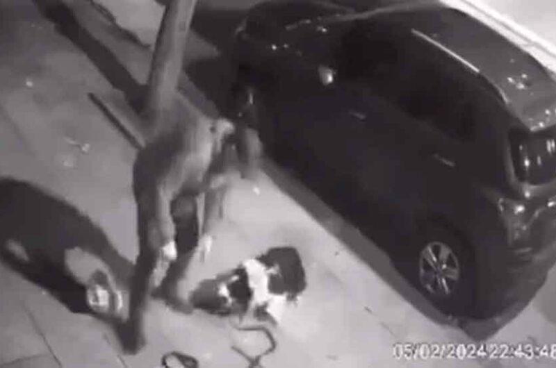 Maltrato: Detuvieron a un maltratador de perro en Flores