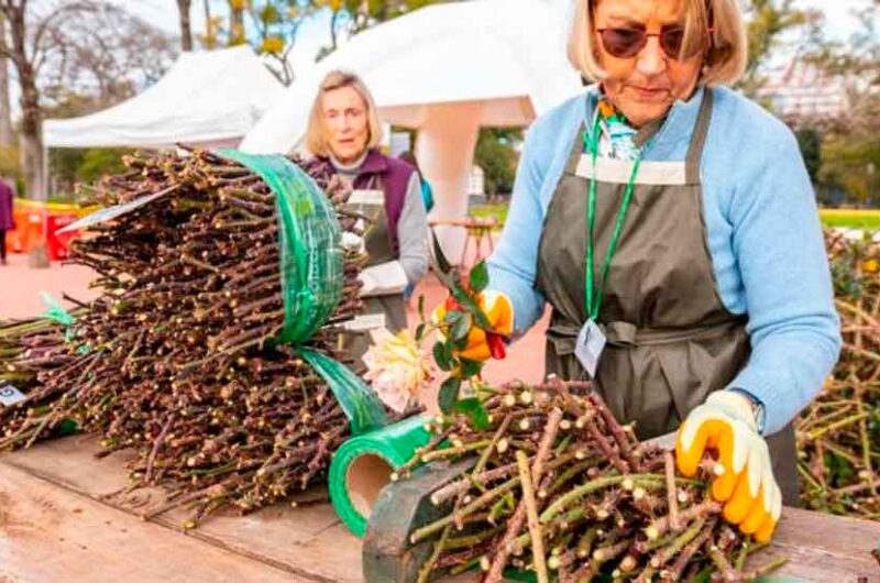 El Parque 3 de Febrero realizará la poda de su rosedal