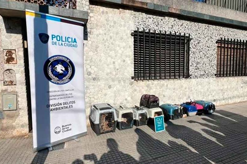 La Policía rescató a doce gatos que se hallaban hacinados