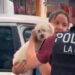 La policía rescato un perro encerrado en un auto