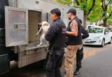 Maltrato y crueldad Animal: Rescataron 42 gatos y 8 perros
